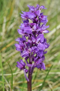 Early purple orchid