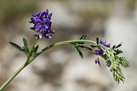 Alfalfa