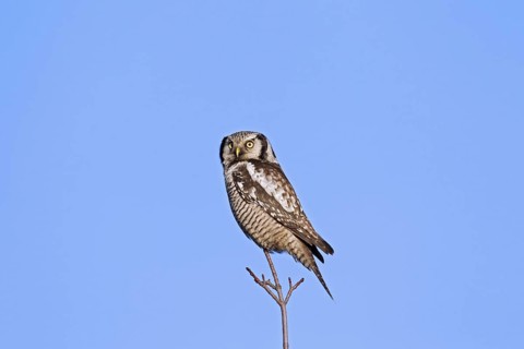 Northern hawk-owl