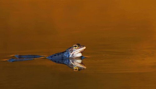 Moor Frog