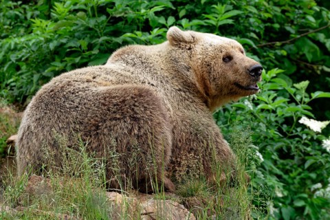 Brown bear in the bear sanctuary of Keterevo