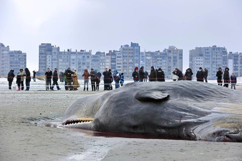 Stranded sperm whale