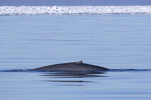 Blue whale