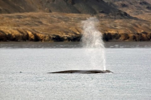 Blow through blowhole of blue whale