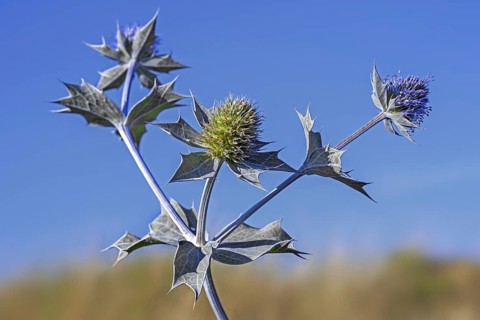Sea holly