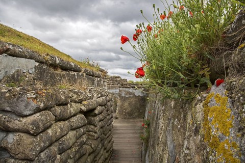 Poppies growing on sandbags at the Dodengang