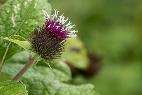 Lesser burdock