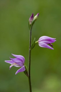 Red helleborine
