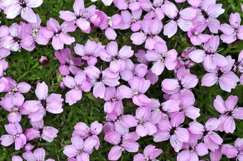 Moss campion