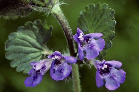 Ground ivy