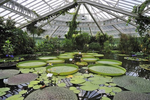 Giant water lily pads in the Victoria House