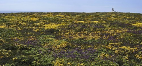 Flowering heather and gorse on top of cliff at the Pointe du Raz