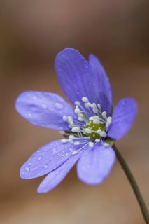 Common Hepatica