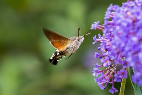 Hummingbird hawk-moth
