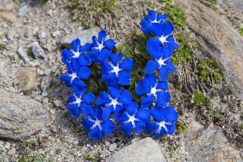 Bavarian gentian