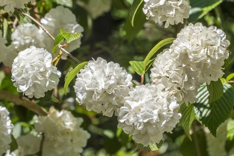 (Viburnum plicatum) Thunberg's original, Viburnum tomentosum sterile, close up of white flowers in
