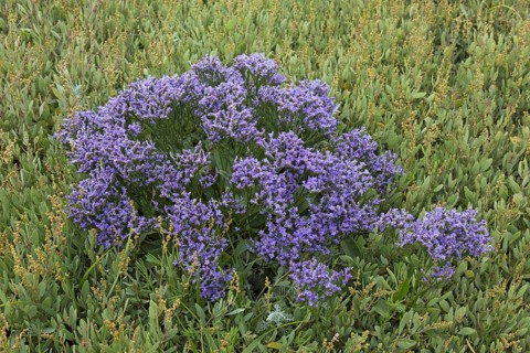 Common sea-lavender