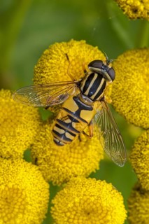 Sun fly