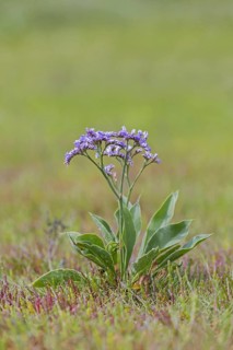 Common sea-lavender