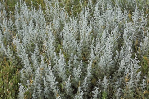 Sea wormwood