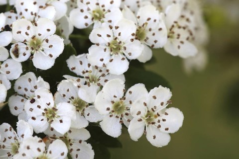 Common single-seeded hawthorn