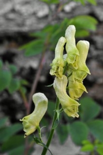 Northern wolfsbane