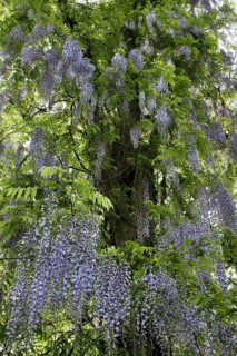 Japanese wisteria