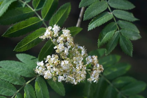 European Rowan