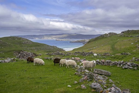 Ceannabeinne
