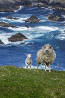 White sheep ewe and lamb with damaged ears on sea clifftop at the Hermaness National Nature Reserve