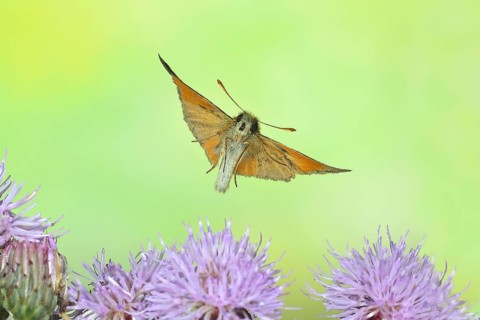 Large skipper