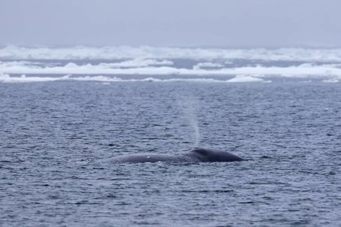 Blow through blowhole of bowhead whale