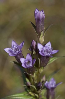 Autumn gentian