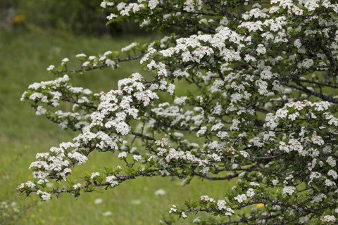 Midland hawthorn