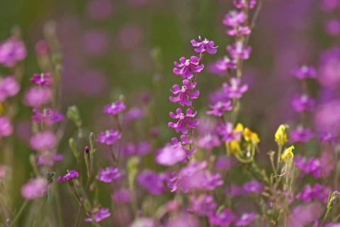 Silene scabriflora subsp. scabriflora in flower in meadow in montado
