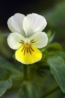 Field pansy