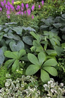 The flowering plants Rodgersia aesculifolia