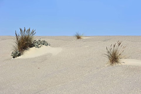 European marram grass