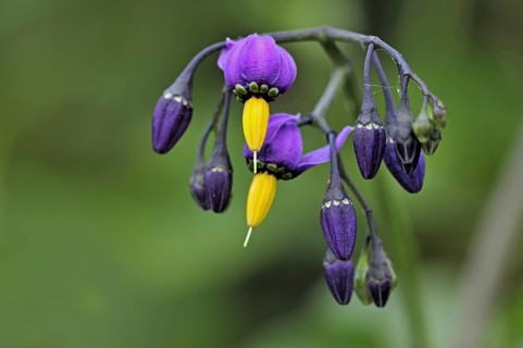 Bittersweet nightshade
