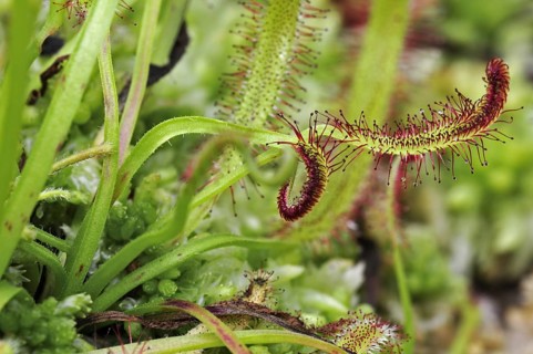 Cape sundew