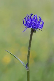 Round-headed rampion