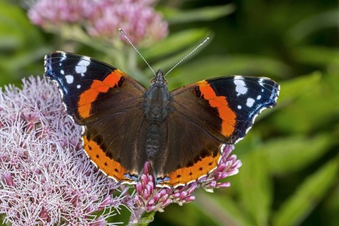 Red admiral