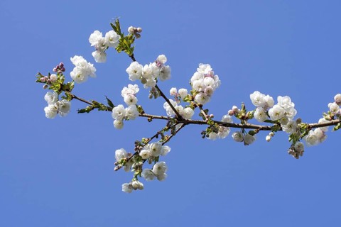 Japanese cherry