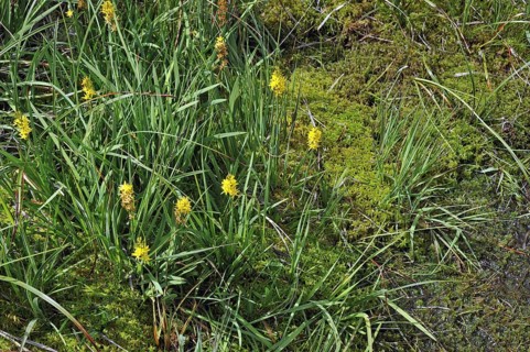 Bog asphodel