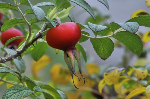 Rugosa rose