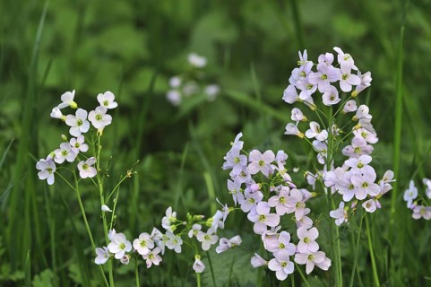 Cuckoo flower