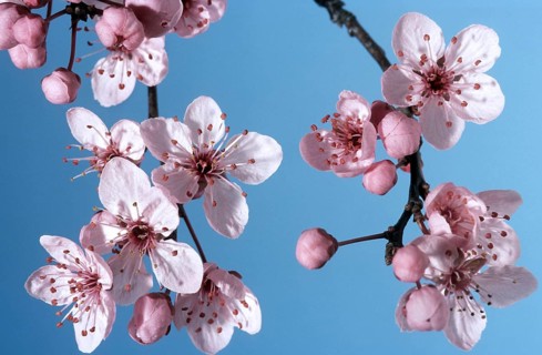 Japanese bush cherry