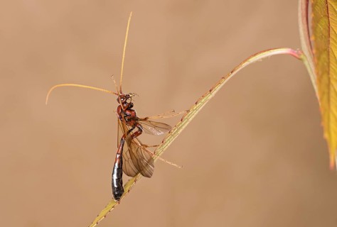 Ichneumon wasp