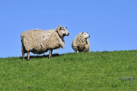 Two domestic Texel sheep