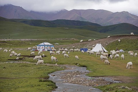 Sheep and Tibetan nomadic tent with solar panels in the Chinese Himalayas